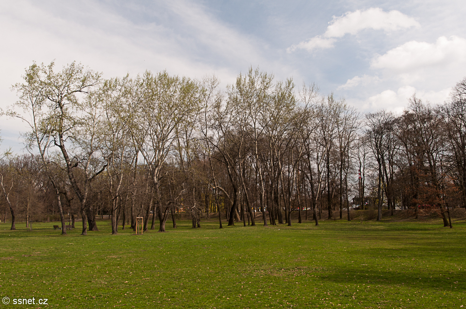 Grass and trees before the onset of spring