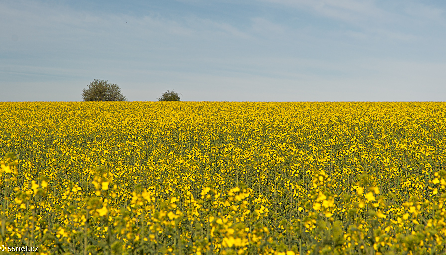 Spring yellow field