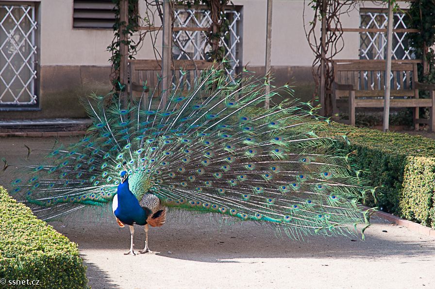 Peacock Visual Studies