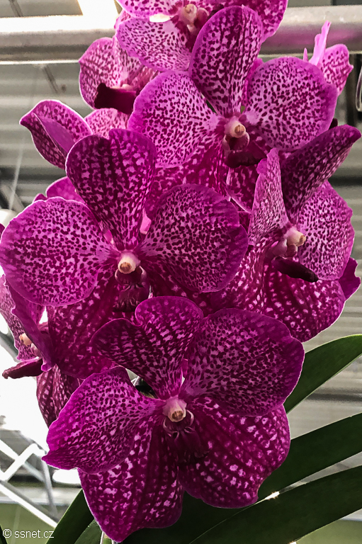 Orchid and Tillandsia
