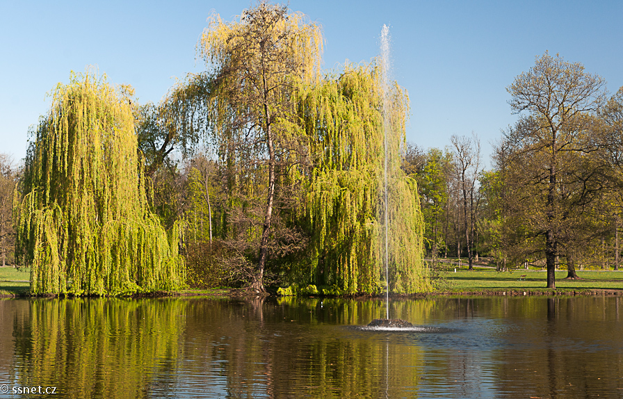 Pond in the park