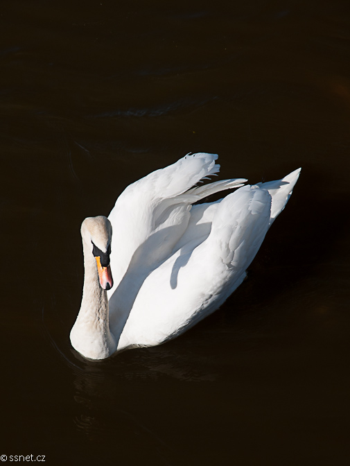 The White Swan on the River