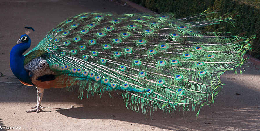 Peacock Visual Studies