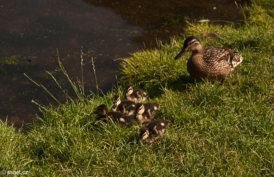 Duck with small ducklings