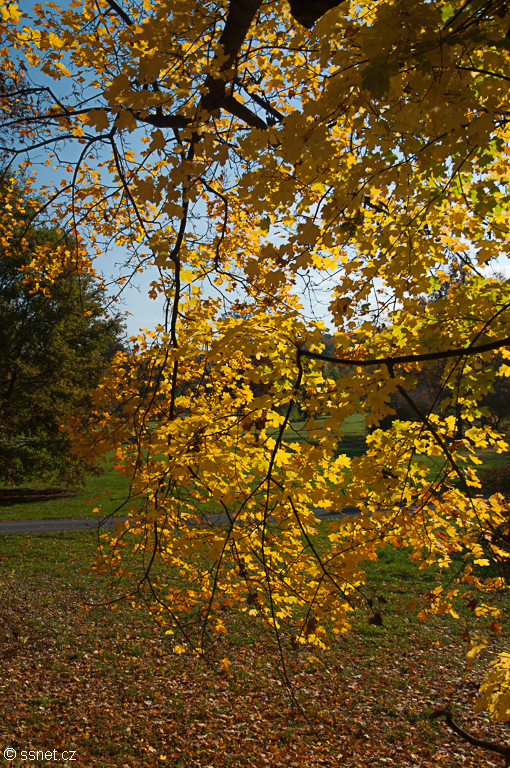Colourful autumn in city park