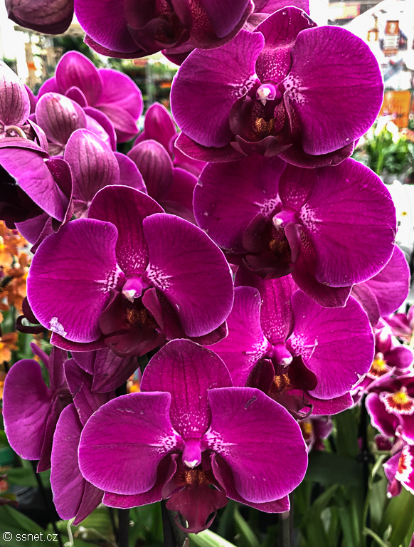 Orchid and Tillandsia
